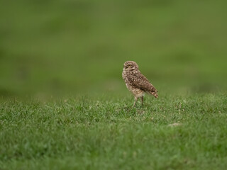 Burrowing Owl standing on green grass