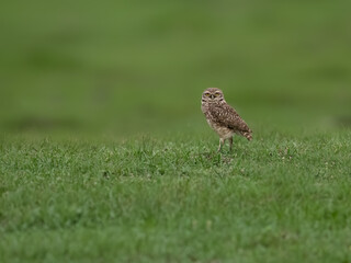 Burrowing Owl standing on green grass