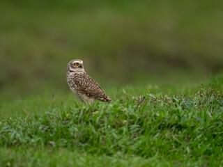 Burrowing Owl standing on green grass