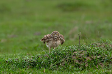 Burrowing Owl with open wings standing on green grass