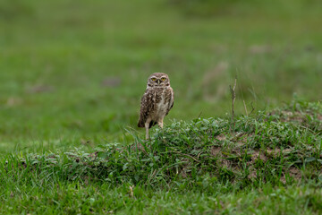 Burrowing Owl standing on green grass