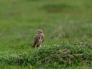 Burrowing Owl standing on green grass
