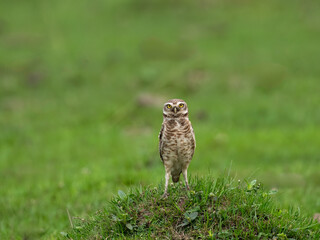Burrowing Owl standing on green grass