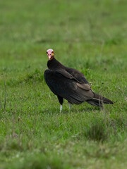 Lesser Yellow-headed Vulture standing in green grass