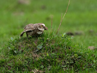 Burrowing Owl standing on green grass
