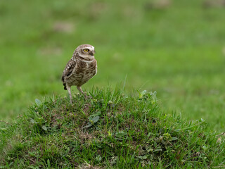 Burrowing Owl standing on green grass