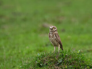 Burrowing Owl standing on green grass