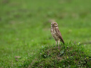 Burrowing Owl standing on green grass