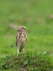 Burrowing Owl standing on green grass