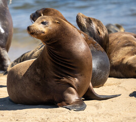 Sealion sunning herself on a beach