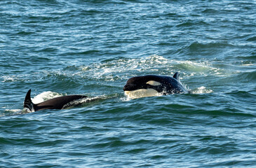 Obraz premium Two orcas swimming through the ocean together