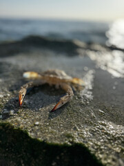 crab close up on sea beach. High quality photo
