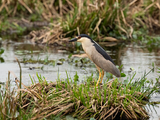 Naklejka premium Black-crowned Night Heron on the marsh in Argentina