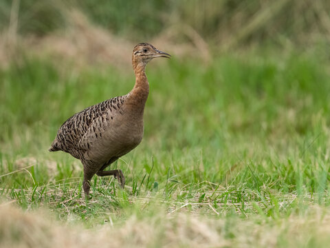 Spotted Nothura with intricate brown and black plumage, standing in a grassy field