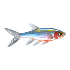 Neon tetra fish