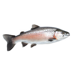 Fototapeta premium Salmon fish swimming