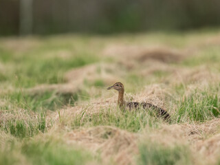 Spotted Nothura with intricate brown and black plumage, standing in a grassy field