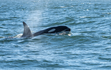 Orca whale as it starts to break the surface