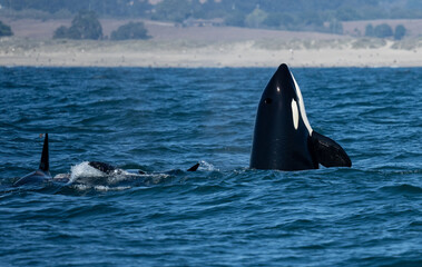 Spy hopping orca whale in Monterey Bay, CA © feeferlump