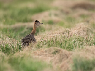 Spotted Nothura with intricate brown and black plumage, standing in a grassy field