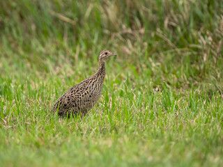 Spotted Nothura with intricate brown and black plumage, standing in a grassy field