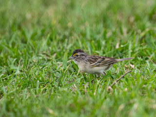 Grassland Sparrow foraging in green grass