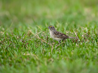 Grassland Sparrow foraging in green grass