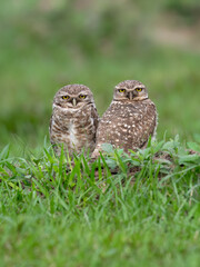 Two Burrowing Owls standing on green grass