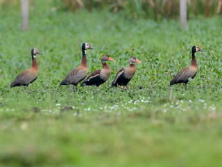 A group of White-faced Whistling Ducks and two Black-bellied Whistling Ducks standing in a row on a lush green field