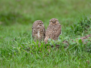 Two Burrowing Owls standing on green grass