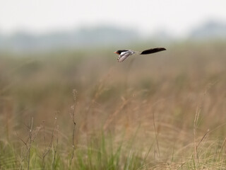 Strange-tailed Tyrant in flight