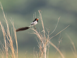 Strange-tailed Tyrant perched on a plant