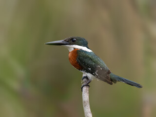Green Kingfisher closeup portrait against blur background