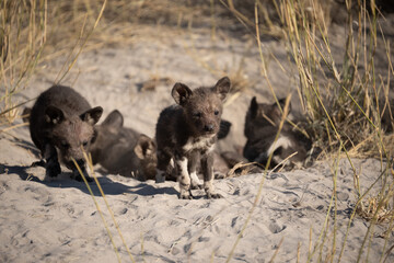 African wild dog, Lycaon pictus, walking in the water. Hunting painted dog with big ears, beautiful wild animal in habitat. Wildlife nature, Moremi, Okavanago delta, Botswana, Africa