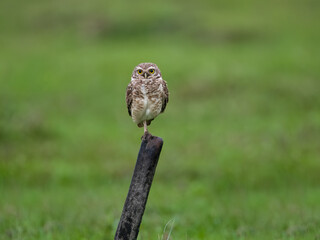 Burrowing Owl perched on a fence post, balancing on one leg, set against a green backdrop