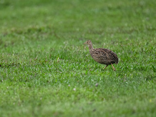 Spotted Nothura with intricate brown and black plumage, standing in a grassy field