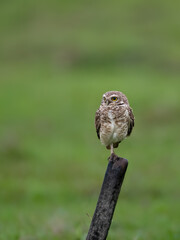 Burrowing Owl perched on a fence post, balancing on one leg, set against a green backdrop