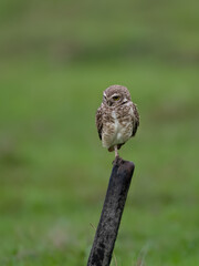 Burrowing Owl perched on a fence post, balancing on one leg, set against a green backdrop