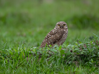 Burrowing Owl standing on green grass