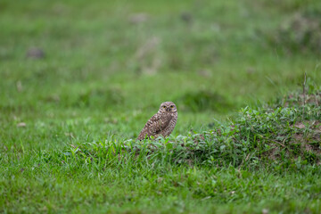 Burrowing Owl standing on green grass