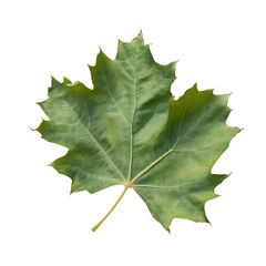 Fototapeta premium Single Maple Leaf: A vibrant green maple leaf, isolated on a white background, showcasing its intricate veins and delicate shape. Its vivid color and detailed texture make it perfect for nature.