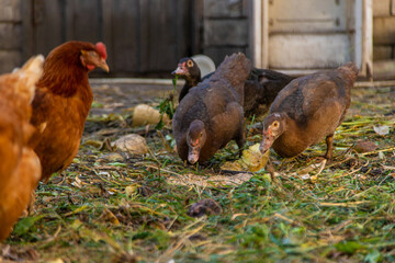 Fototapeta premium Chickens and ducks on a farm. Selective focus.