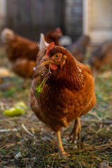 Chickens and ducks on a farm. Selective focus.