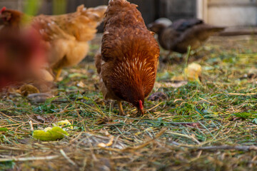 Chickens and ducks on a farm. Selective focus.