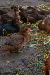 Chickens and ducks on a farm. Selective focus.
