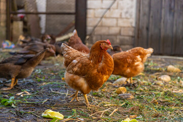 Chickens and ducks on a farm. Selective focus.