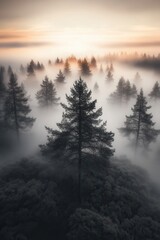 Obraz premium Misty forest landscape at dawn with lush trees shrouded in fog and soft light illuminating the horizon during early morning hours
