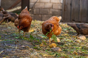 Chickens and ducks on a farm. Selective focus.