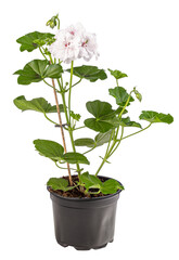 Geranium or pelargonium flowers