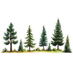 Obraz premium Lush Green Forest Scene with Various Evergreen Trees and Natural Elements in a Vibrant Landscape